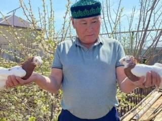 «Любовь и голуби» по-казахстански: бывший инженер вырастил уже сотню пернатых
