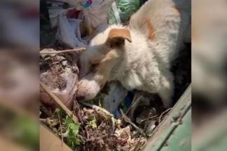 Мертвых собак нашли волонтеры в прицепе у отловщиков