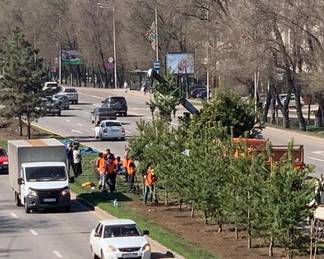 12 тысяч деревьев высадят в Алматы с помощью акции «Jasyl meken»