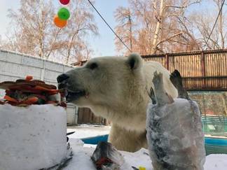 В зоопарке Алматы отметили день рождения белого медведя