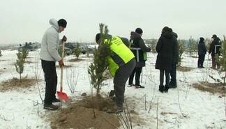 Алматинские экоактивисты отметили День Независимости посадкой деревьев