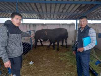 Алматинские полицейские раскрыли кражу скота на 2 миллиона тенге