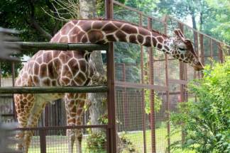 Алматинский зоопарк меняет график работы