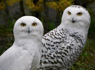 Алматинский зоопарк предлагает выбрать имена для пары белых сов