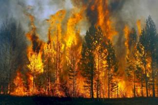 Алматинцев призывают соблюдать правила пожарной безопасности при посещении лесов