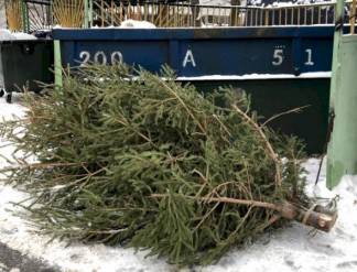 Алматинцы могут сдать новогоднюю елку на переработку