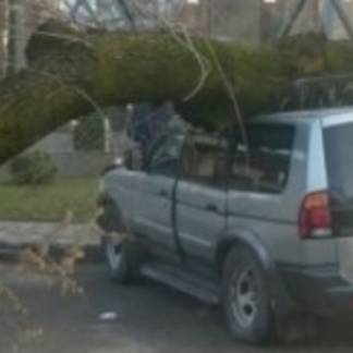 На припаркованный автомобиль упало дерево в Алматы