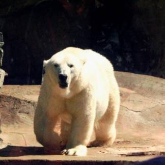 В зоопарке Алматы заболел белый медведь