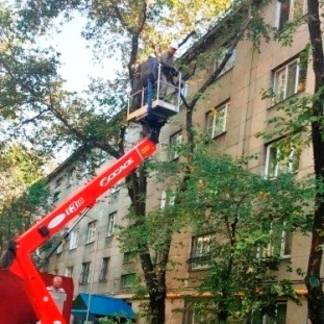 Работы по обрезке аварийных деревьев начались в Алматы