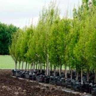 12 тысяч деревьев посажено в Алматы