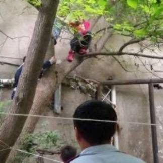 Жительница Шымкента пригрозила спрыгнуть с высокого дерева