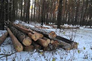 Фотографии вырубленных в районе аэропорта деревьев возмутили жителей Петропавловска