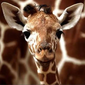 В алматинском зоопарке родился жираф