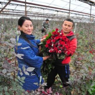 20 тысяч роз вырастили цветоводы к 8 Марта в ЮКО