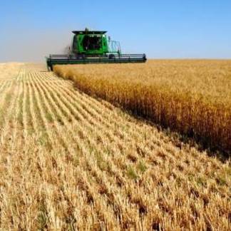 В Костанайской области из-за аномальной жары пшеница созрела раньше