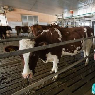 В Атырауской области от эпидемии погибло более 700 коров