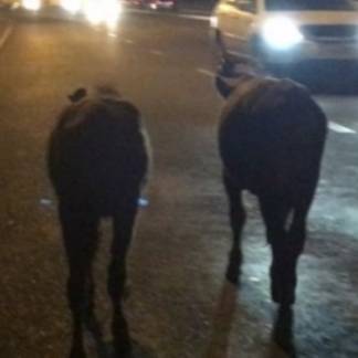 На проезжей части Алматы прогуливались коровы