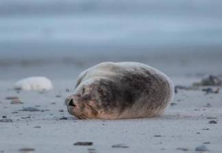 Краснокнижные тюлени на Каспии могли погибнуть из-за рыболовных тралов