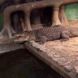 Посетители Алматинского зоопарка обижают животных