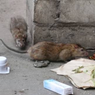 Вахит Сейдуалиев: крысы бегают по улицам Алматы из-за действия яда