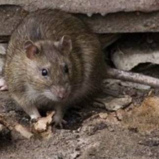 В Алматы стартовал второй этап уничтожения крыс