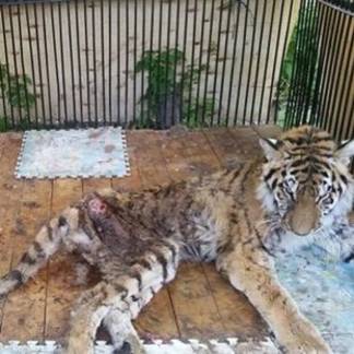 В алматинском зоопарке огласили причины смерти тигрицы Куралай