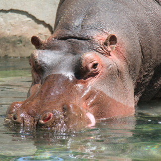 В зоопарке Шымкента умер 26-летний бегемот