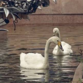 Житель Алматы просит вернуть в зоопарк лебедей из парка на Старой площади