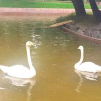Белые лебеди поселились в фонтане «Акку» в Алматы