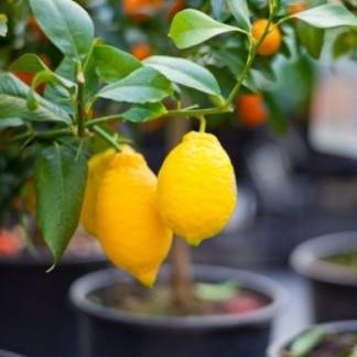 В Южно-Казахстанской области активно выращивают лимоны
