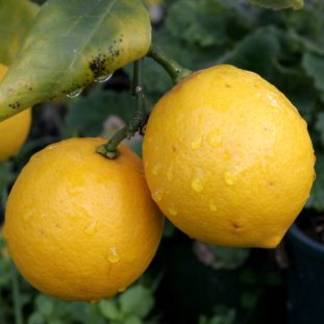 В ЮКО выращивают лимоны
