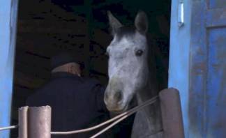 Лошадей на 30 млн тенге похитила группа скотокрадов в Алматинской области