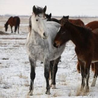 Лошадей элитных пород украли и зарезали в Алматинской области