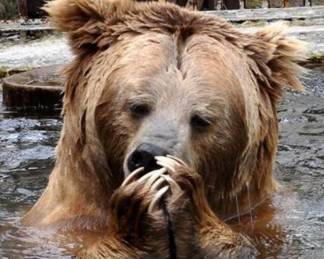 Медведь Курманбек из алматинского зоопарка предсказал раннюю весну