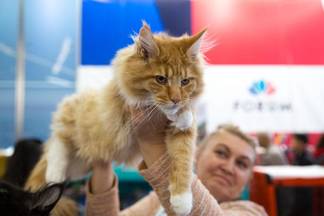 На выставке кошек в Алматы показали кота весом 12 килограммов