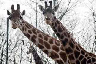 Массовый падеж животных в Алматинском зоопарке – неблагоприятное совпадение