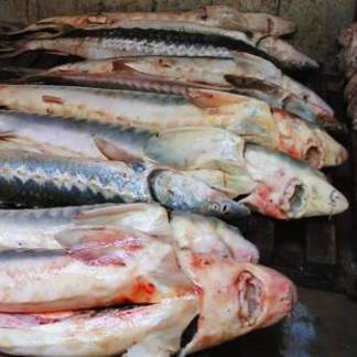 Более 2 тонн рыбы осетровых пород сожгли в ЗКО