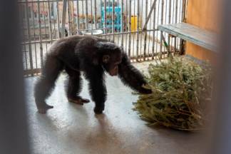 Отпраздновал Новый год – отдай елку обезьяне. Алматинский зоопарк проводит необычную акцию