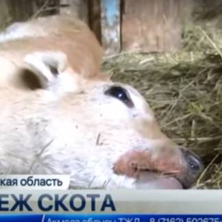 Ветеринары выясняют причины падежа скота в Алматинской области