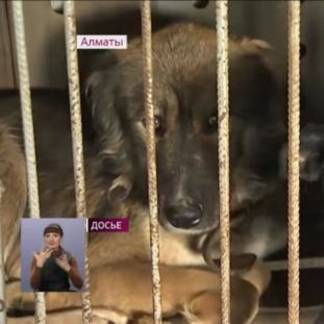На общественном совете в Алматы обсудили обязательства владельцев домашних животных