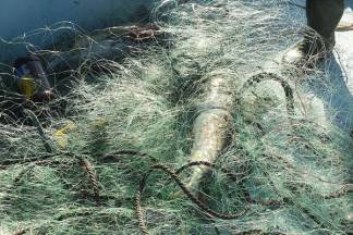 Почти сотню рыбацких сетей достали рыбинспекторы из Бухтарминского водохранилища