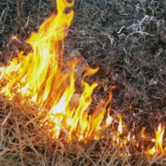 ДЧС Алматы: сжигание сухой травы на территории города запрещено