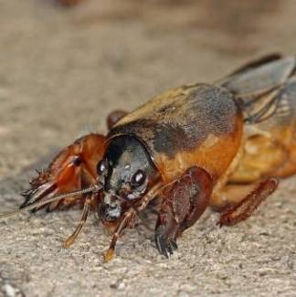 Страшное насекомое напугало одного из жителей Атырау