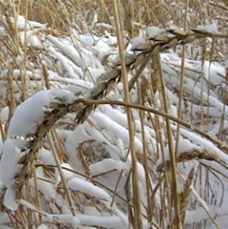 3000 гектаров пшеницы осталось под снегом в Костанайской области