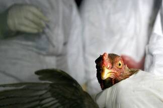 Птичий грипп косит кур в Алматинской области