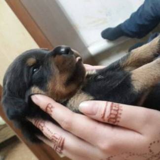 Несколько породистых щенков похитили грабители в Алматы