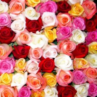 В Павлодарской области будут выращивать разноцветные розы