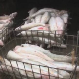 За девять месяцев в Алматинской области у браконьеров изъяли 11 тонн рыбы