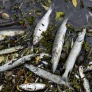 В МСХ РК рассказали о причинах гибели рыбы в Иртыше