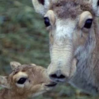В Алматинском зоопарке родились сайгаки